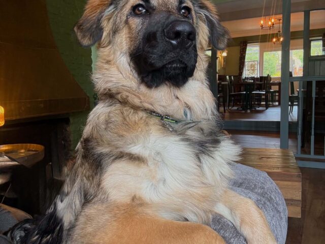 Brixton sitting up on a sofa in the bar