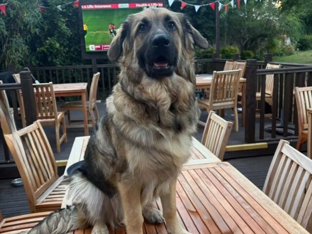 Brixton sitting on a garden table on the decking