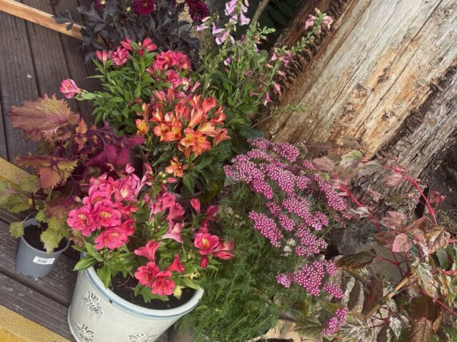 Pots of flowers in the garden