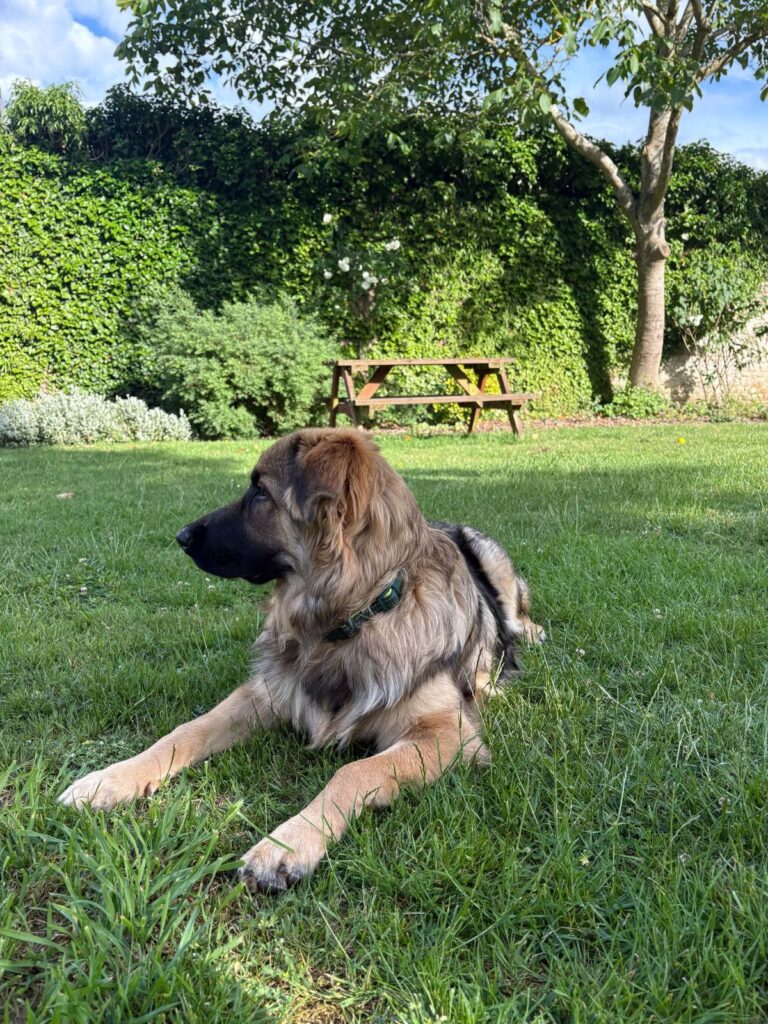 Brixton lying on the grass in the beer garden