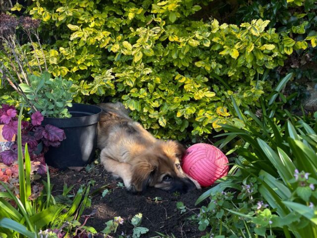 Brixton asleep in a flower bed with his pink ball